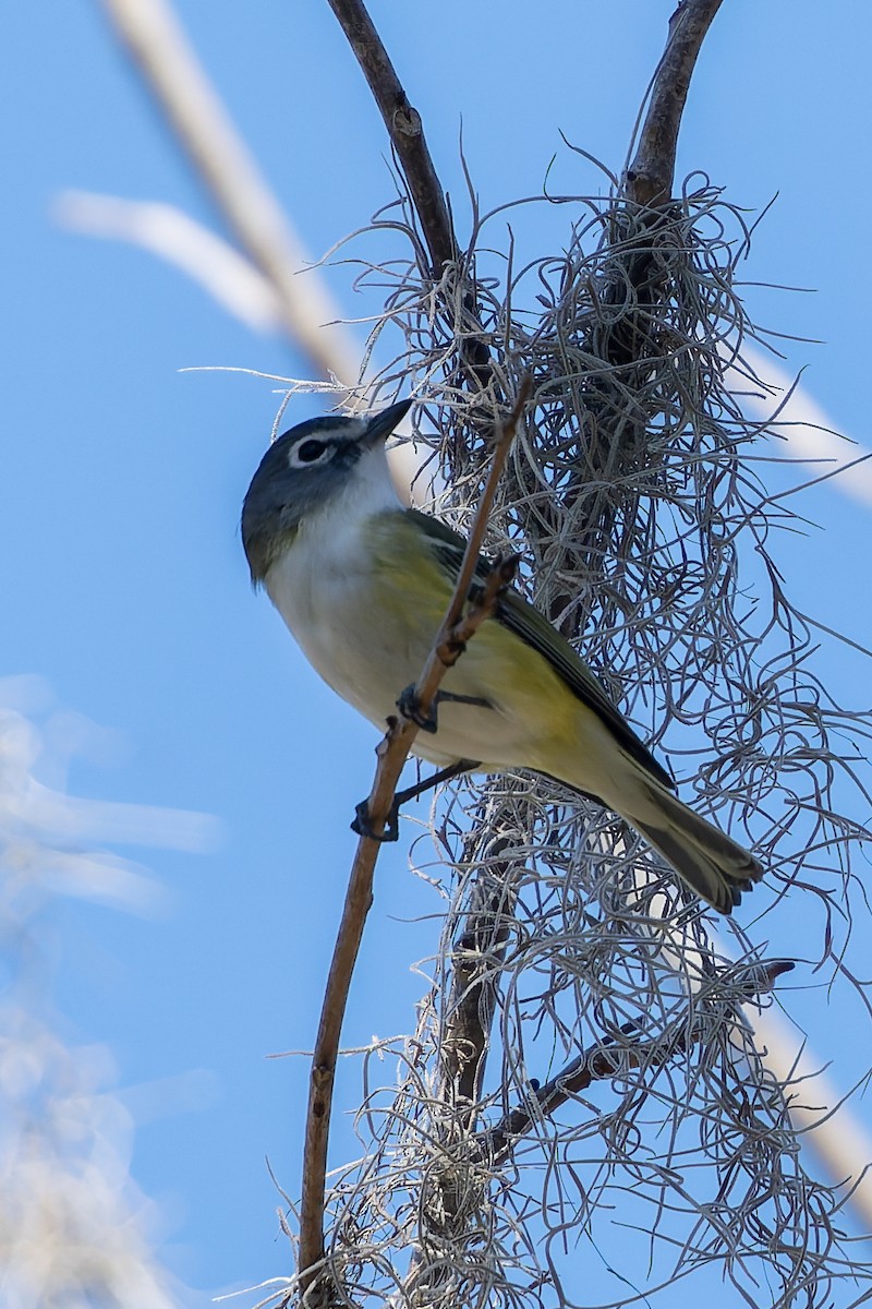 Віреон сизоголовий - ML650418448