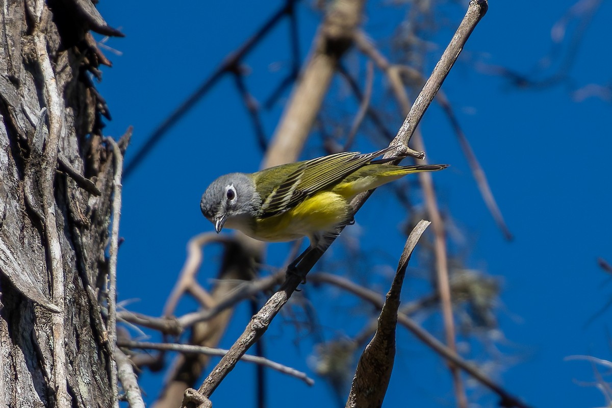 Віреон сизоголовий - ML650418449