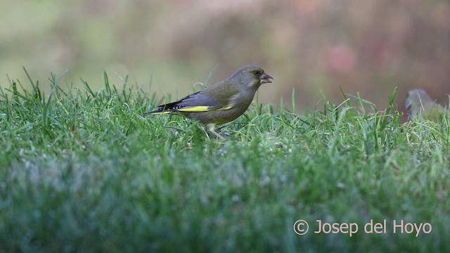 European Greenfinch - ML650418558