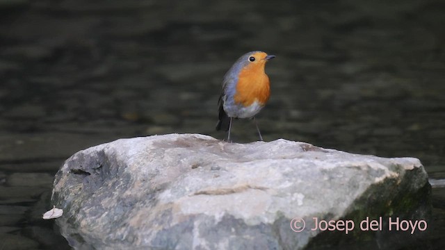 European Robin - ML650418745