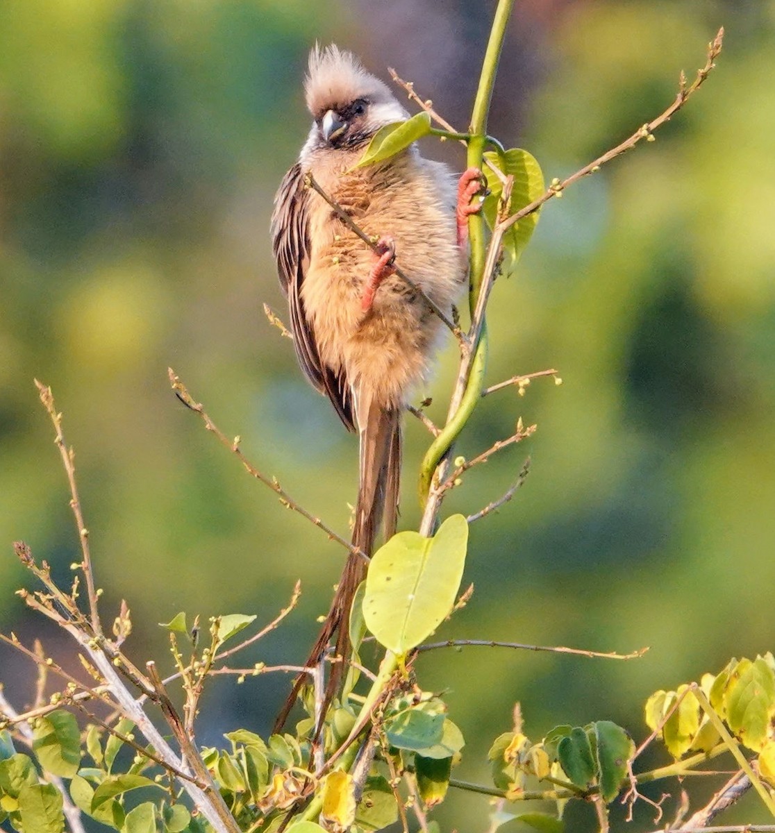 Coliou rayé - ML650418776