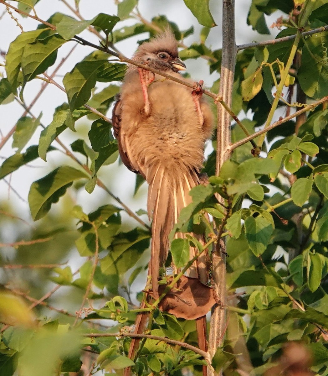 Coliou rayé - ML650418777