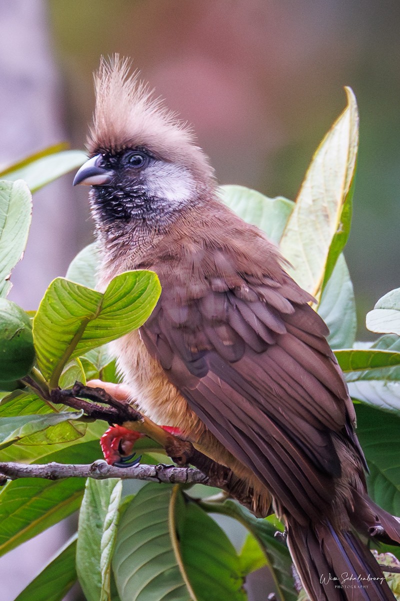 Coliou rayé - ML650419131