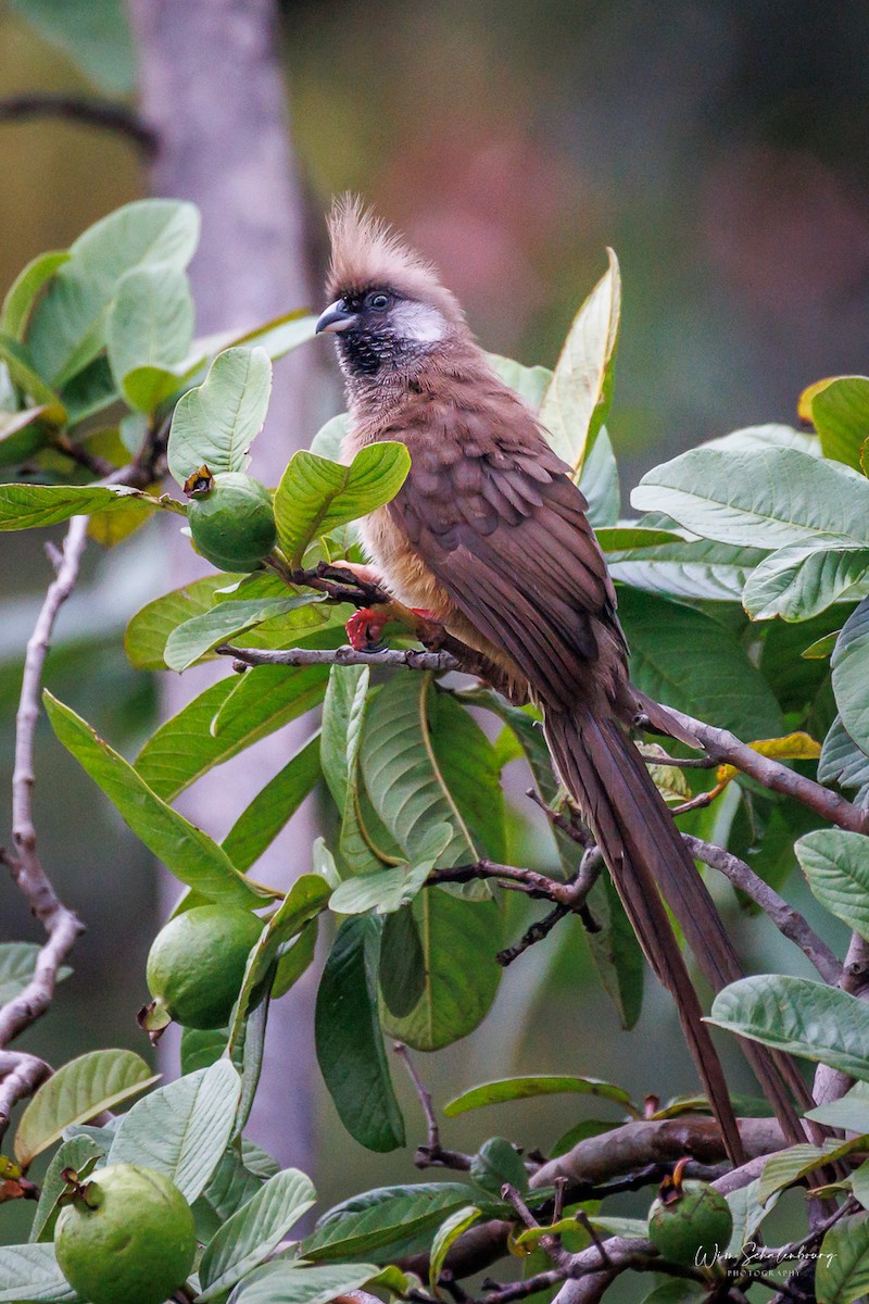 Coliou rayé - ML650419132