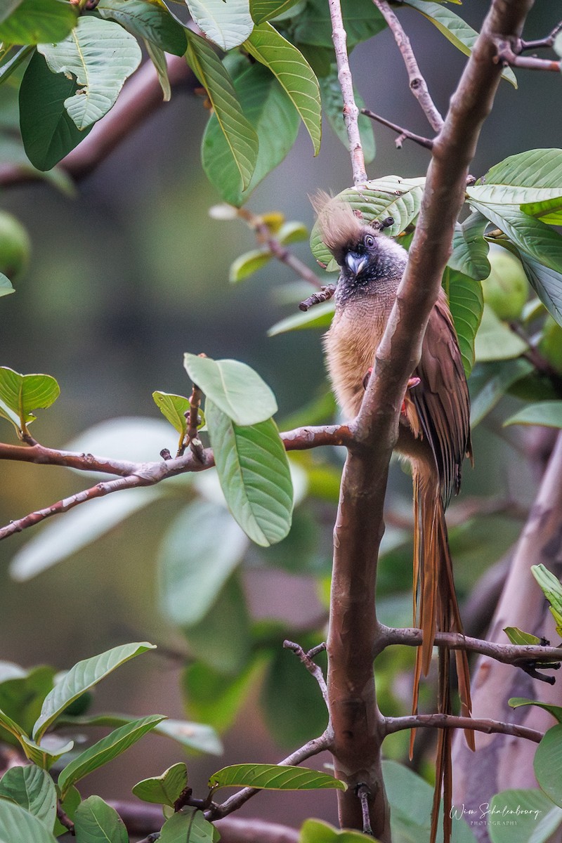 Coliou rayé - ML650419133