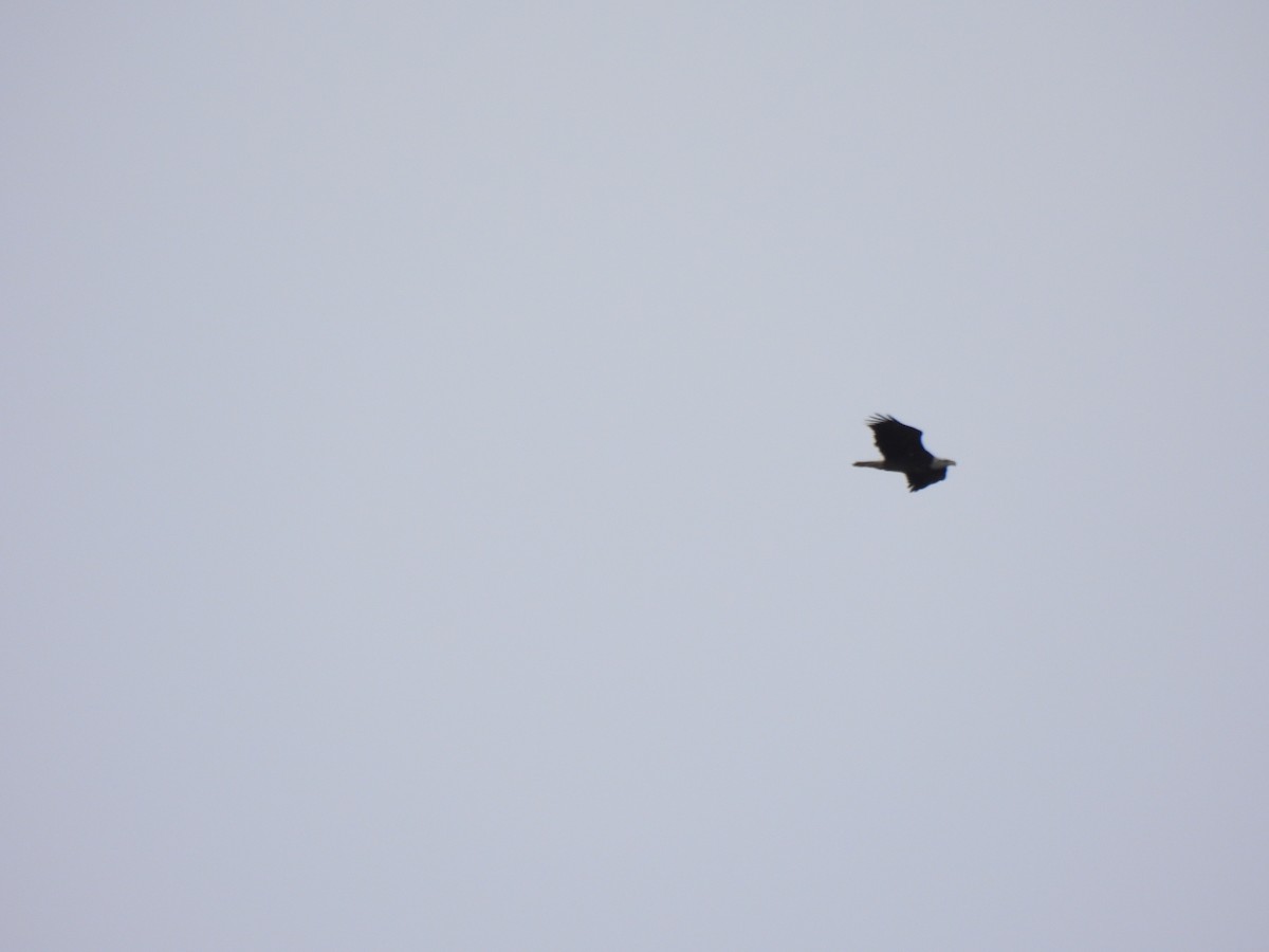 Itsas arrano buruzuria - ML650419168