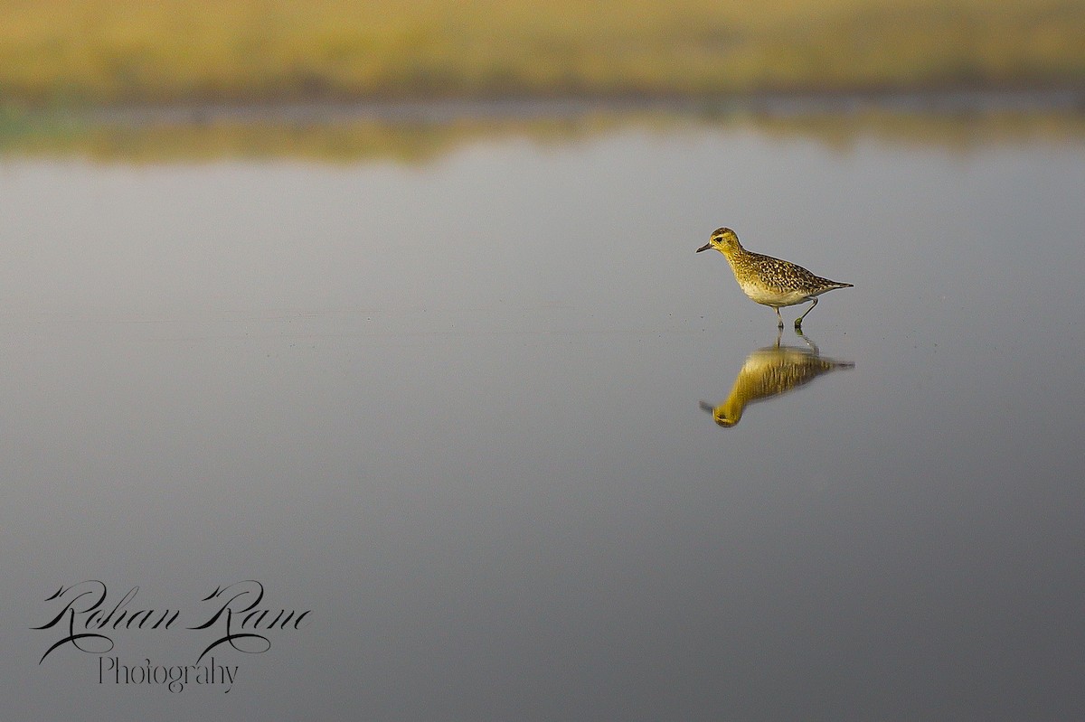 太平洋金斑鴴 - ML650419225