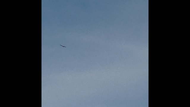 Booted Eagle - ML650419231