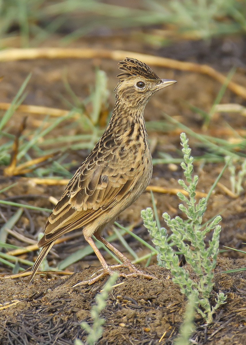 小雲雀 - ML650419241
