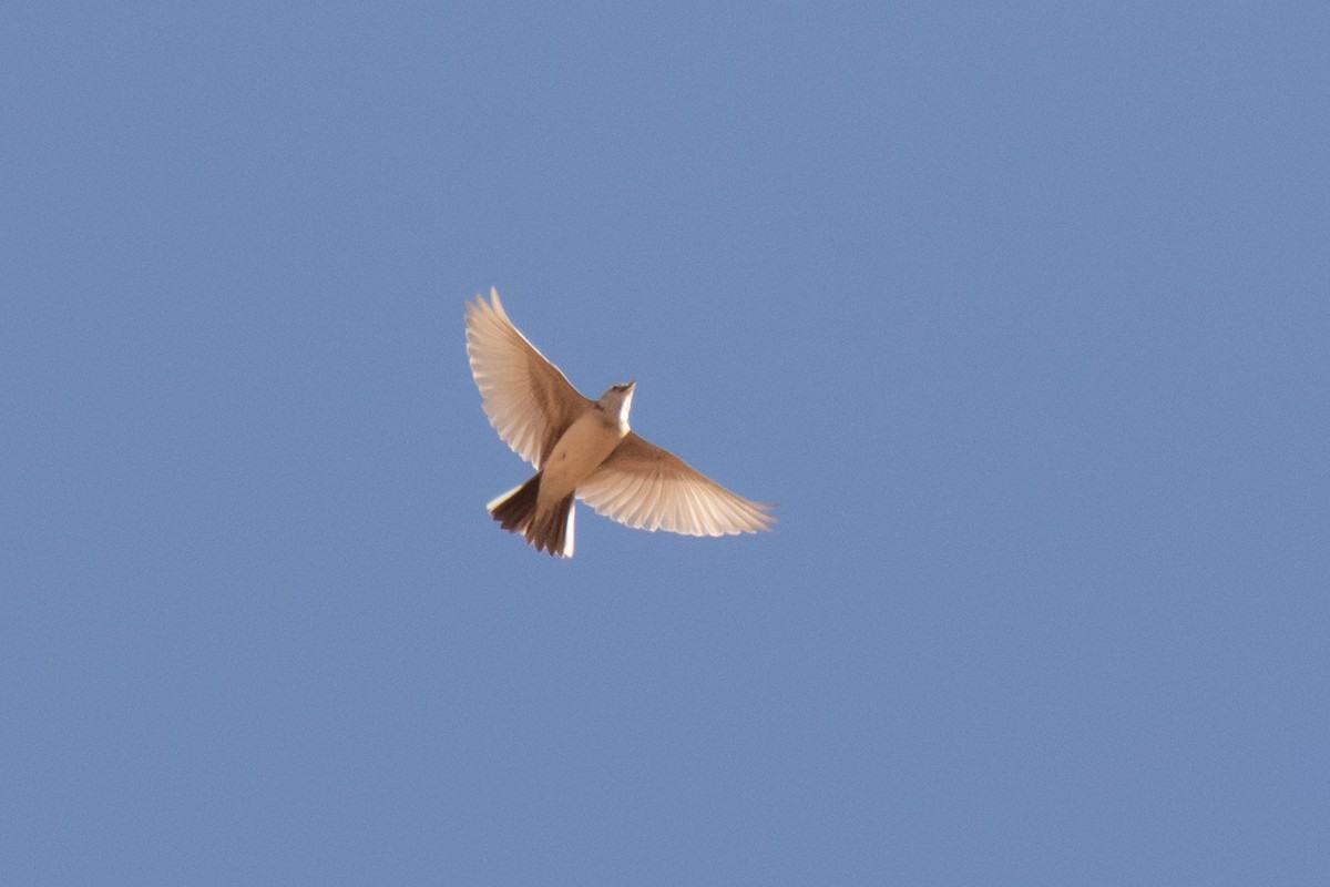 Stummellerche - ML650419323