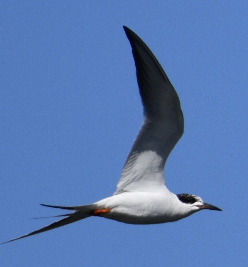 Forster's Tern - ML650419414