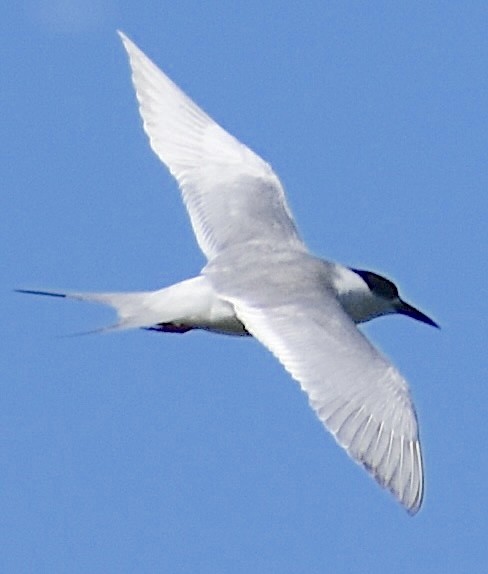 Forster's Tern - ML650419417