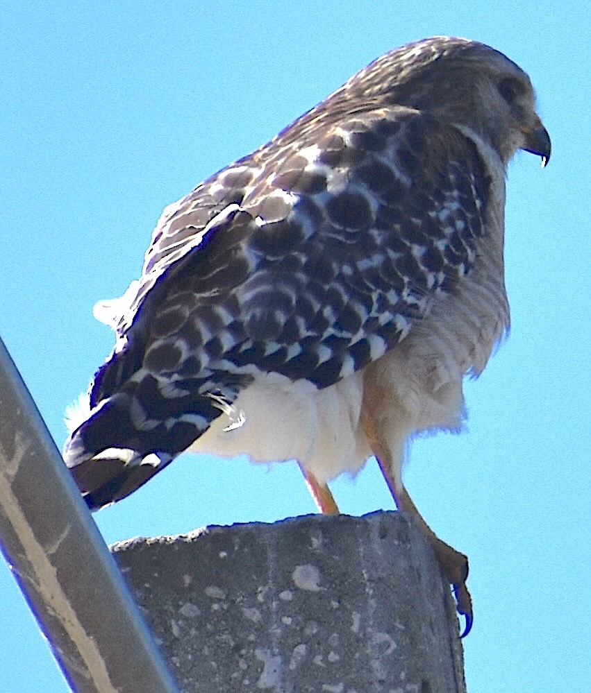 Red-shouldered Hawk - ML650419422