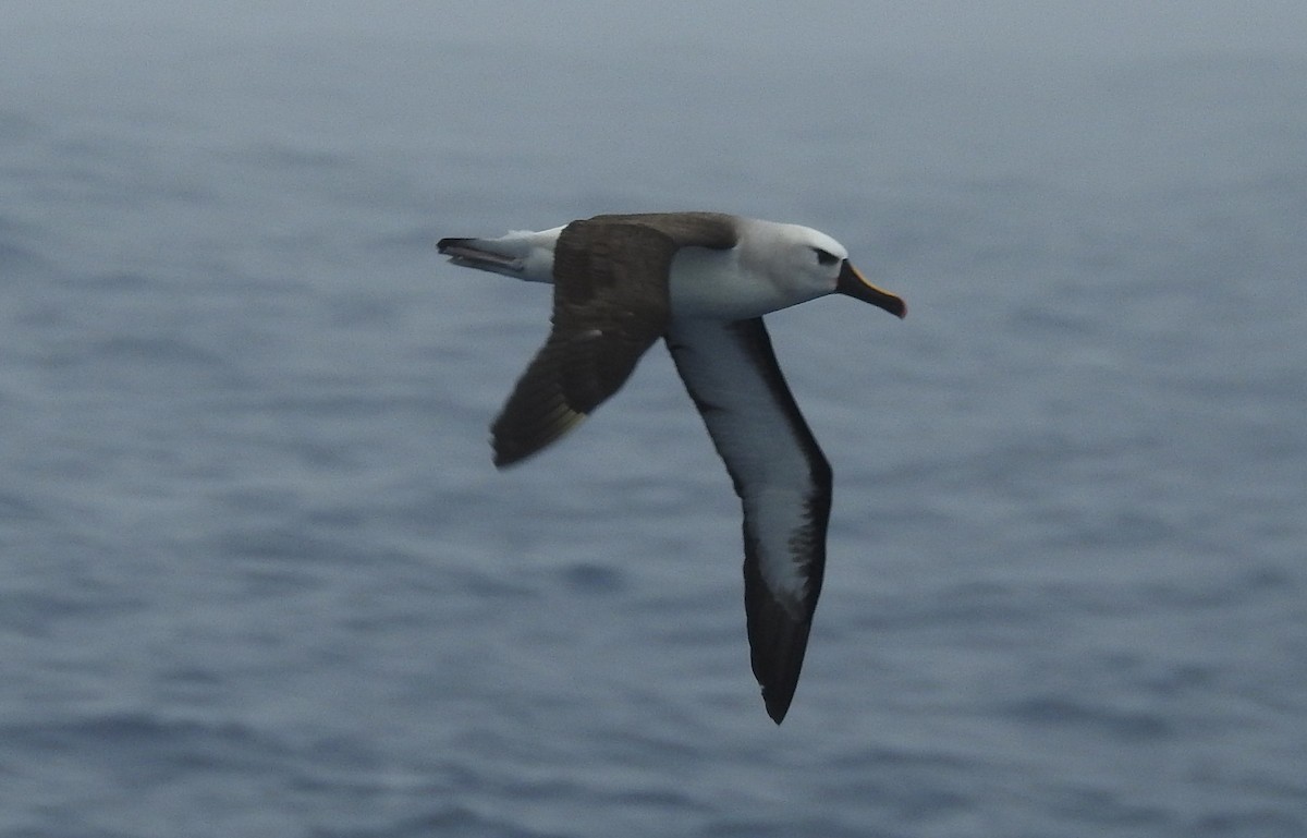 Albatros à nez jaune - ML650419602