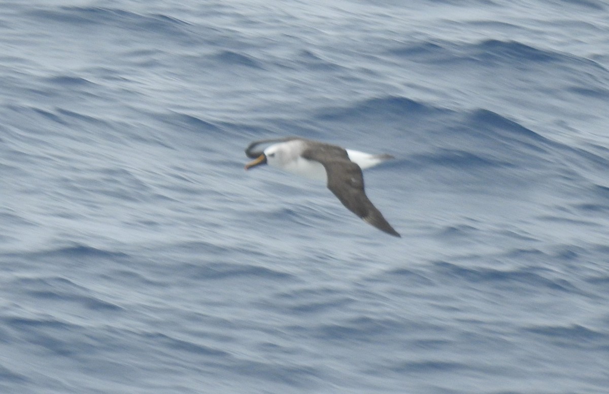 Albatros à nez jaune - ML650419604