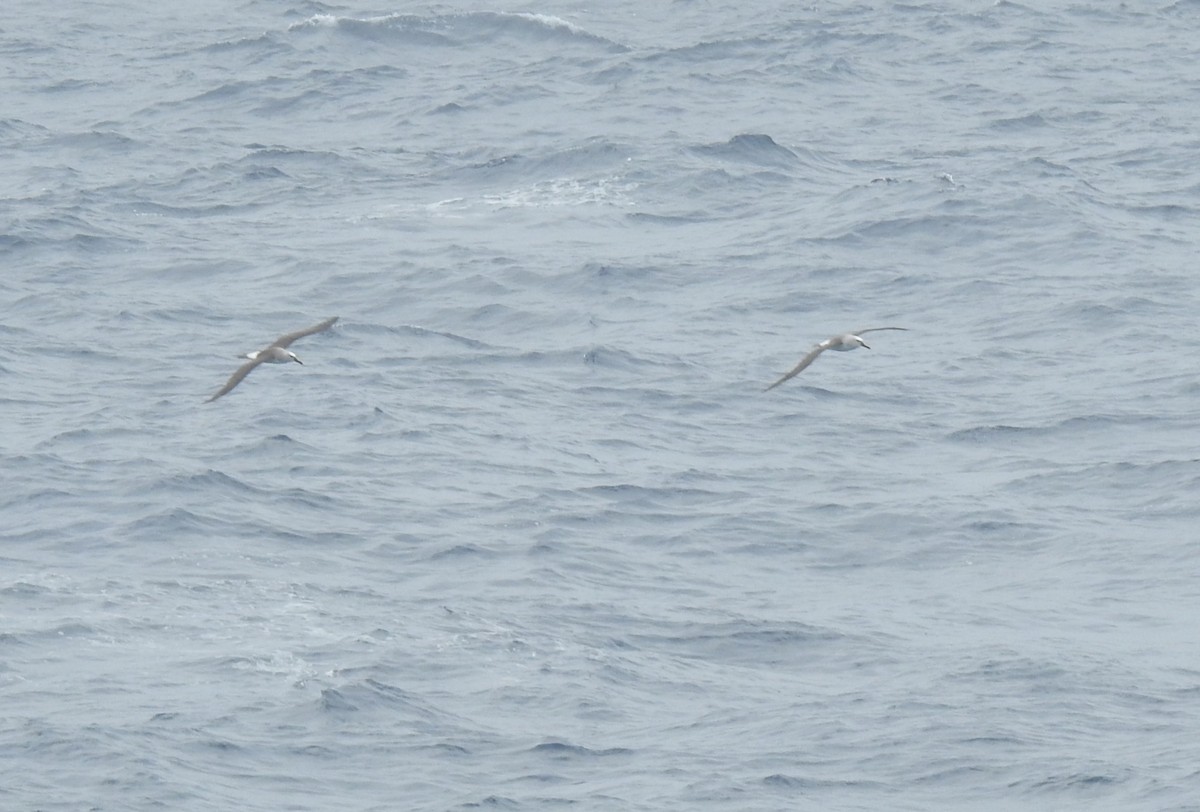 Albatros à nez jaune - ML650419605