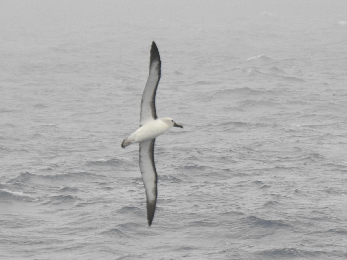 Albatros à nez jaune - ML650419607