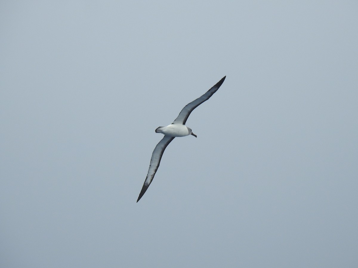 Albatros à nez jaune - ML650419608