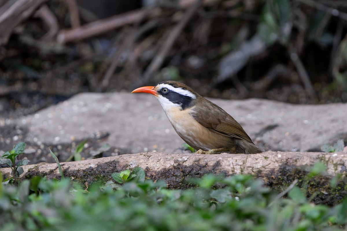 Силамбан буроголовий - ML650419859