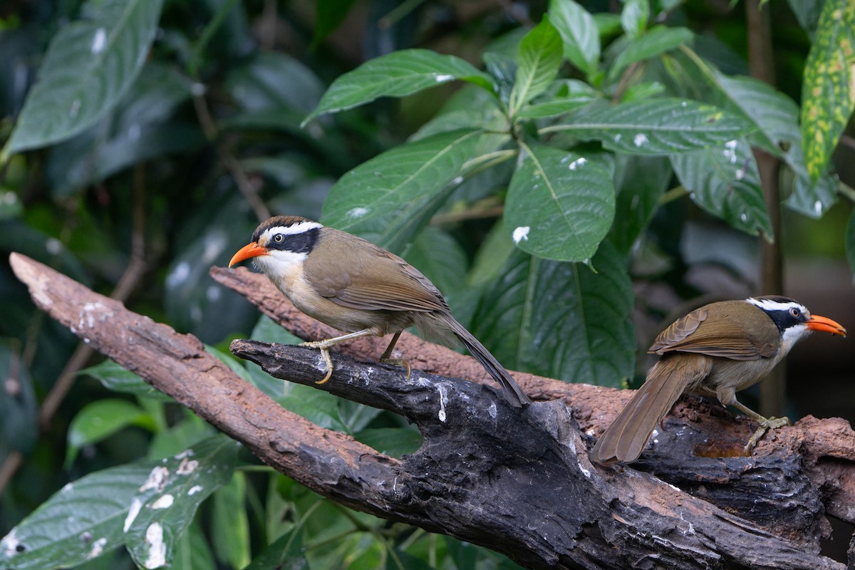 Силамбан буроголовий - ML650419860