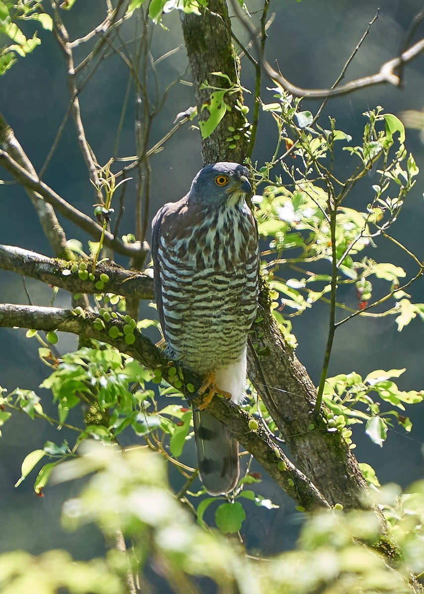 Яструб чубатий - ML650419943