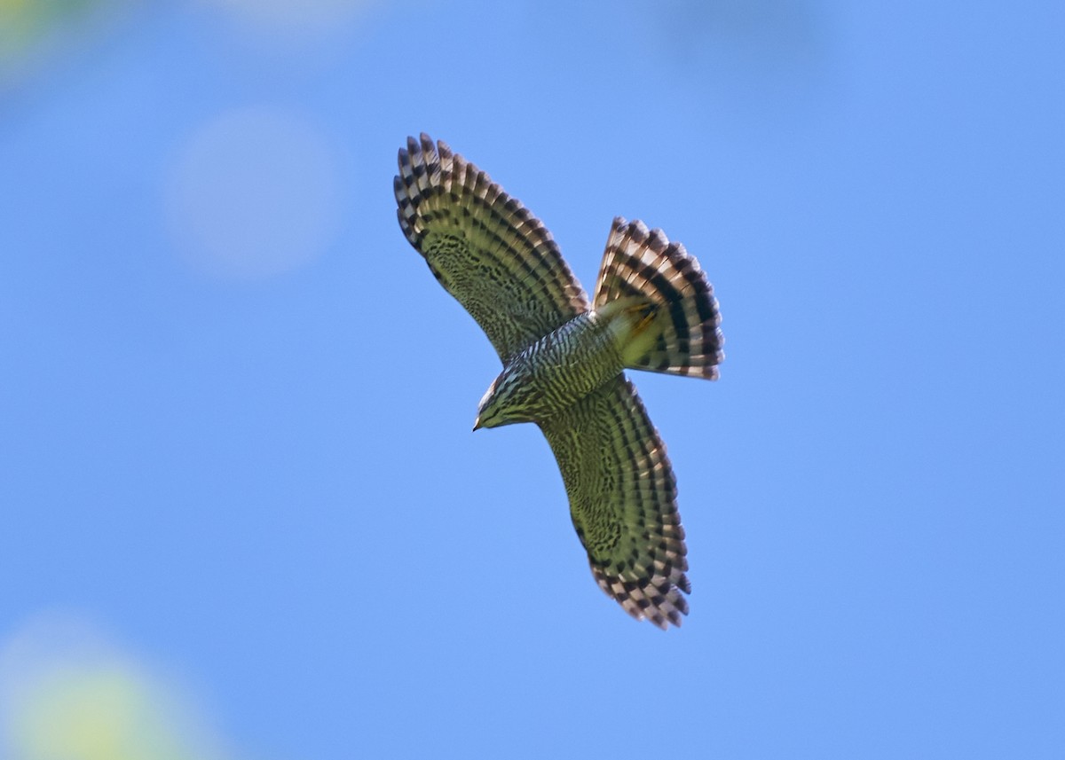 Яструб чубатий - ML650419944