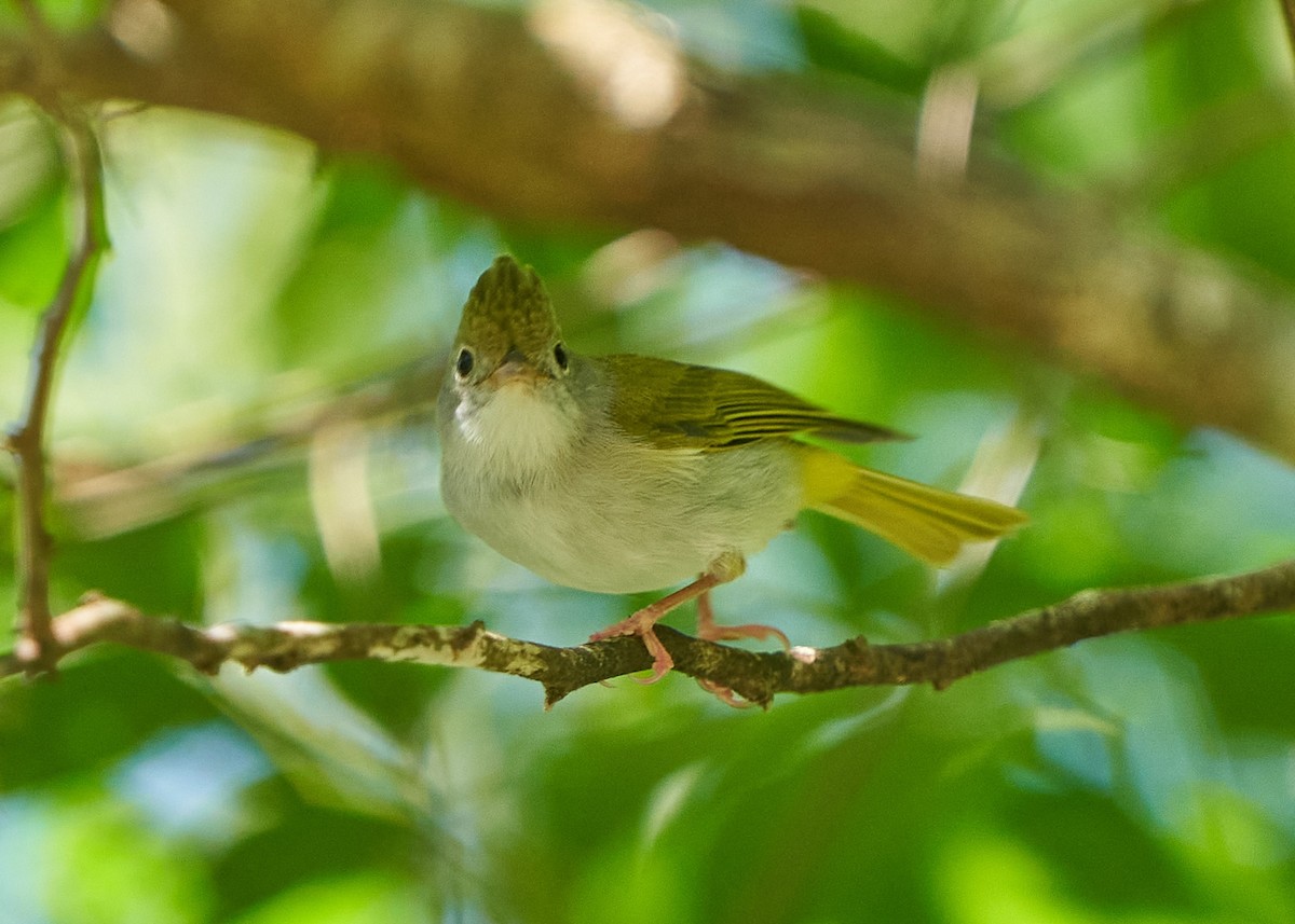 Чупурник - ML650420036