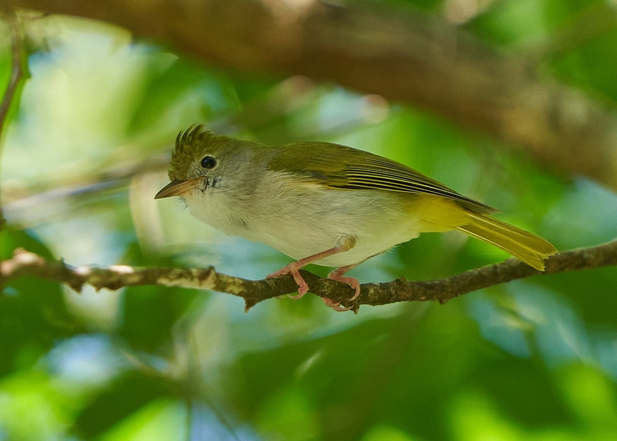 Чупурник - ML650420037