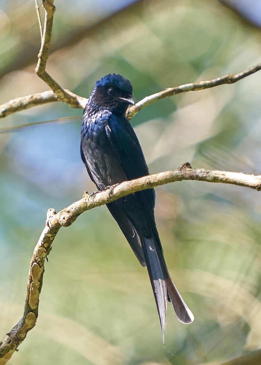 Дронго бронзовий - ML650420044