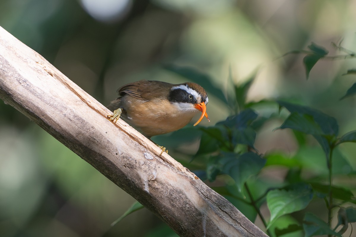 Силамбан буроголовий - ML650420074