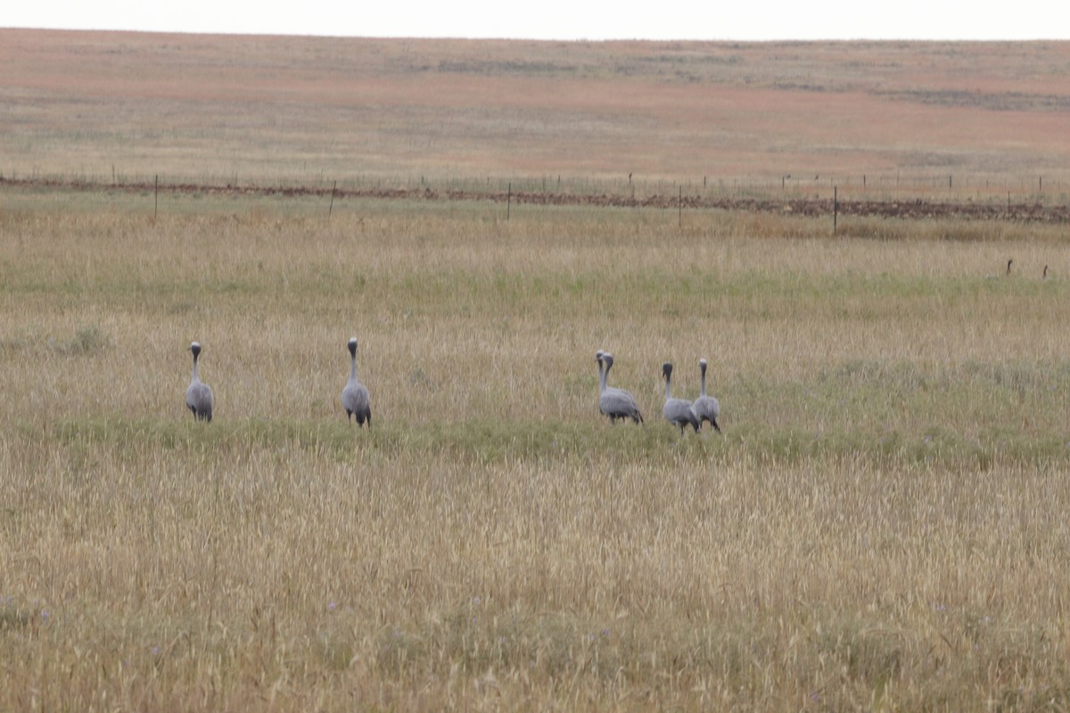 Blue Crane - ML650420156