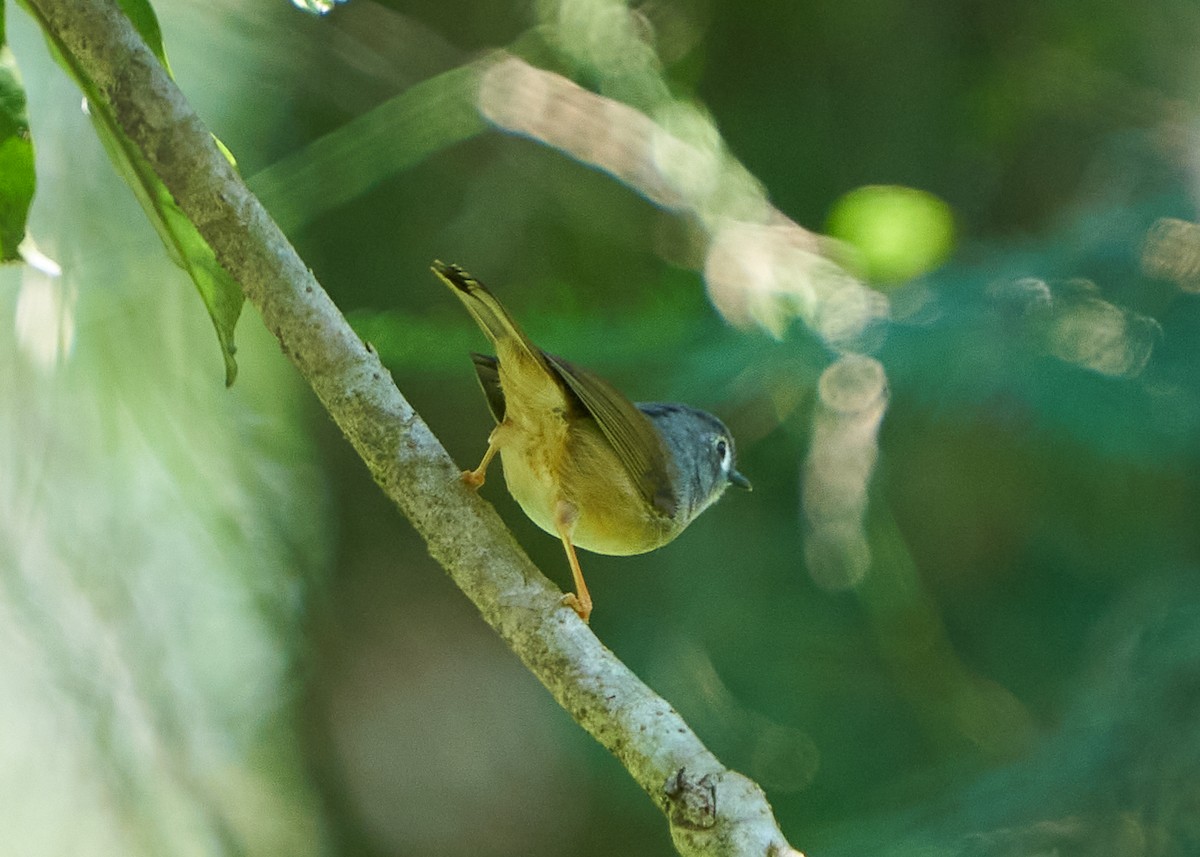 Альципа сірощока - ML650420192