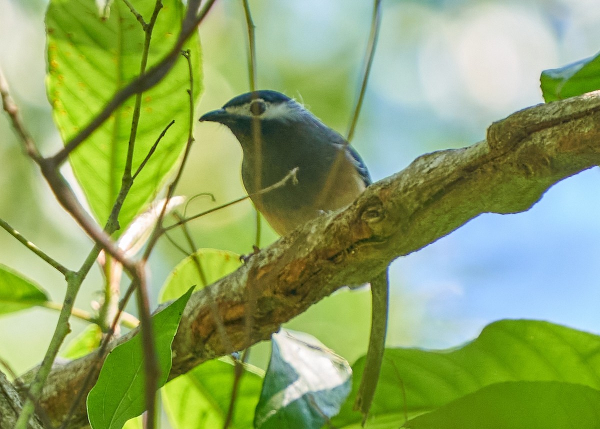 Джоя тайванська - ML650420199