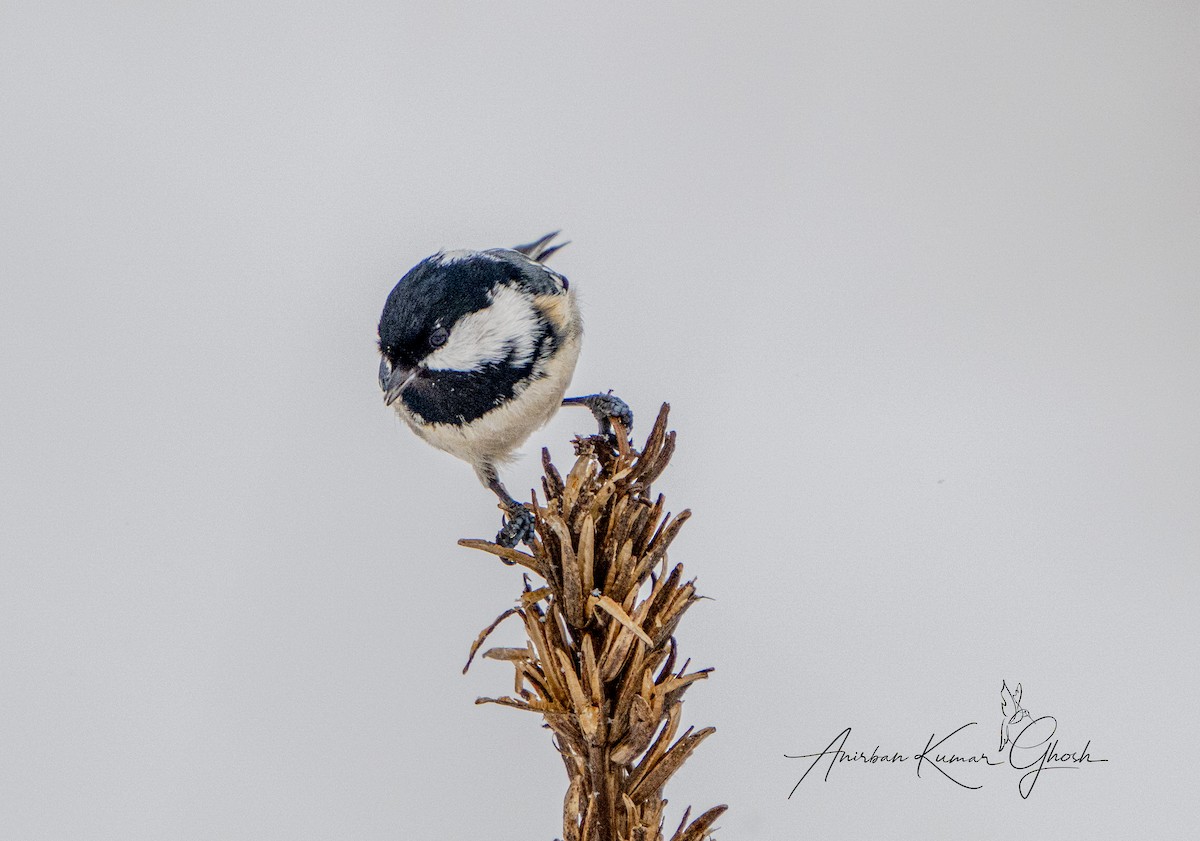 Coal Tit - ML650421363