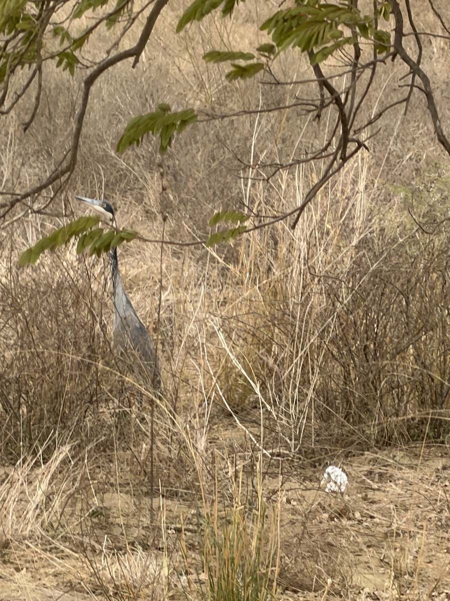 Héron mélanocéphale - ML650421393