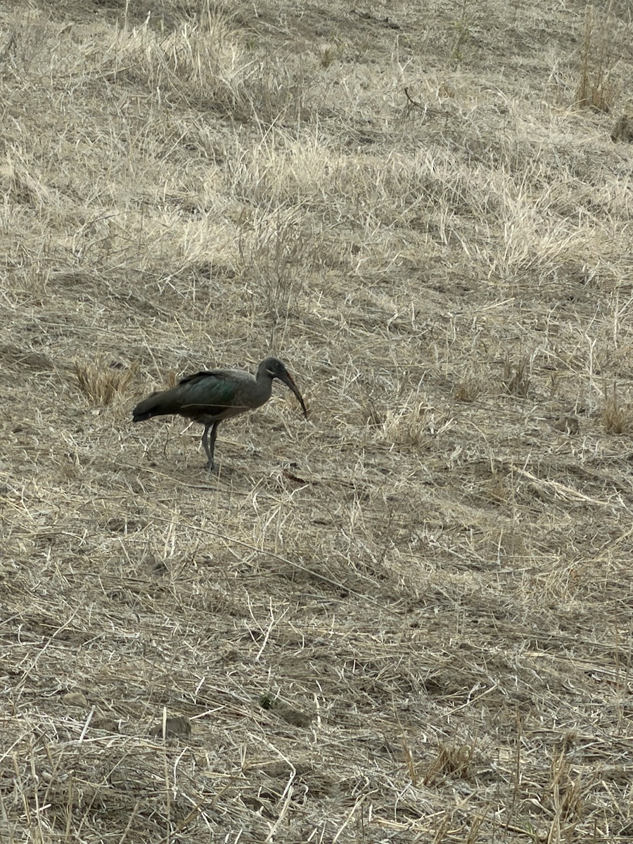 Ibis hagedash - ML650421462