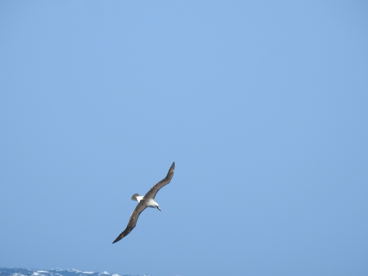 Albatros à nez jaune - ML650421558