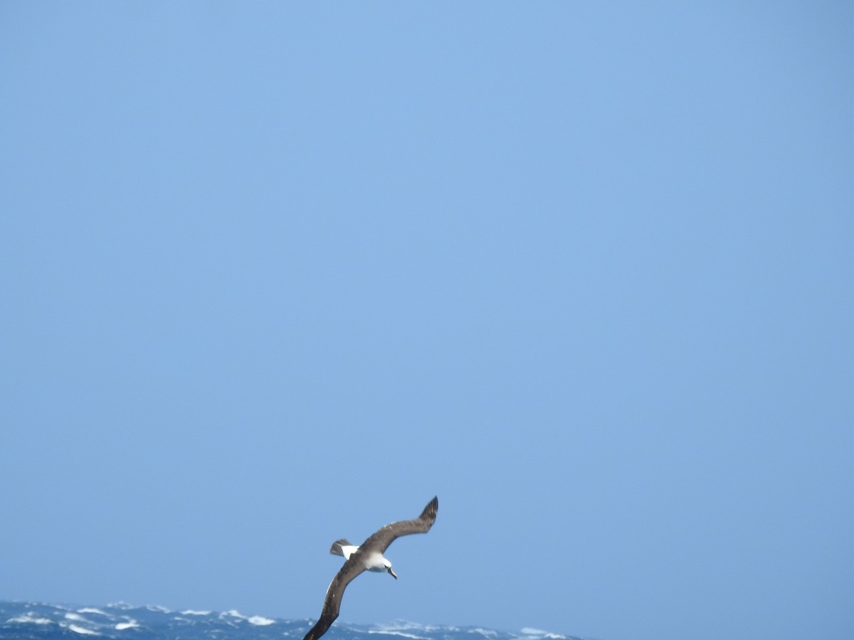 Albatros à nez jaune - ML650421559