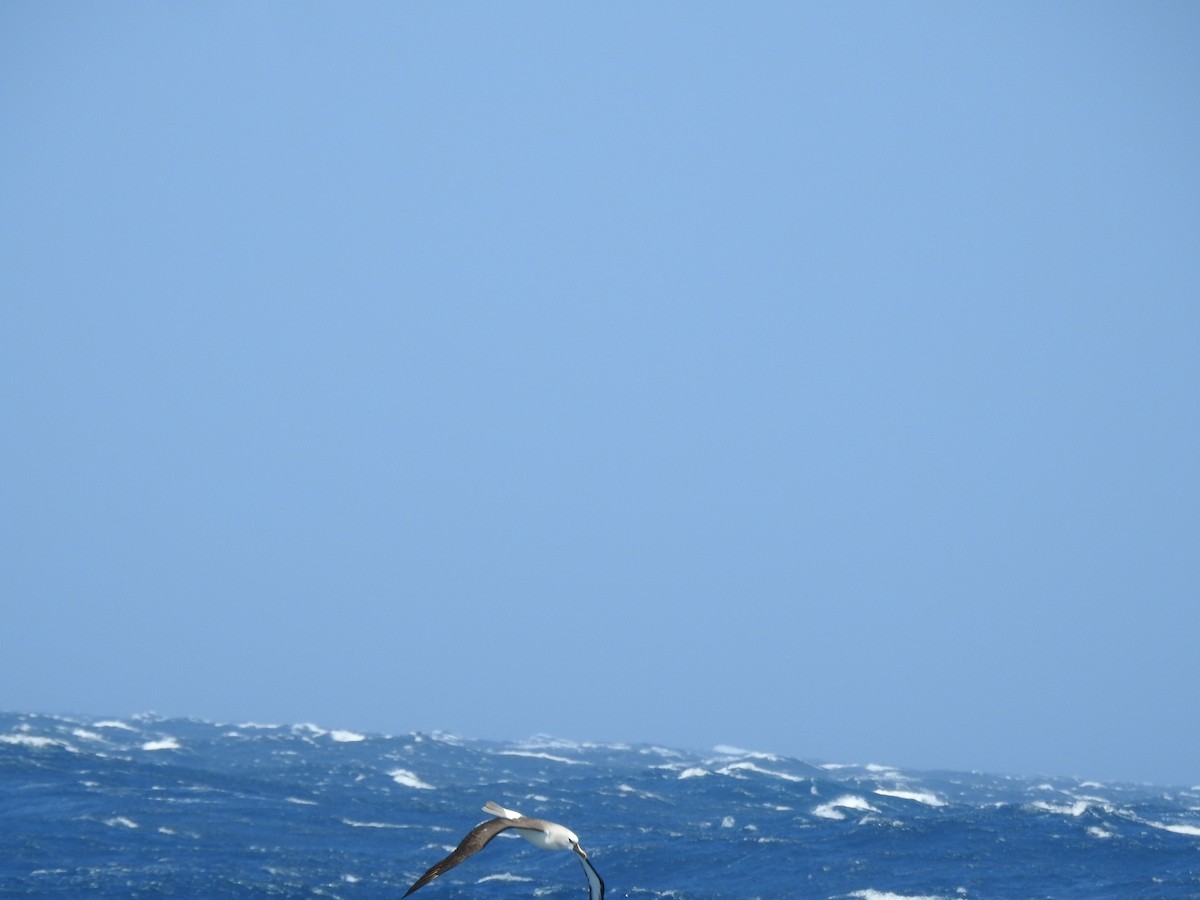 Albatros à nez jaune - ML650421561