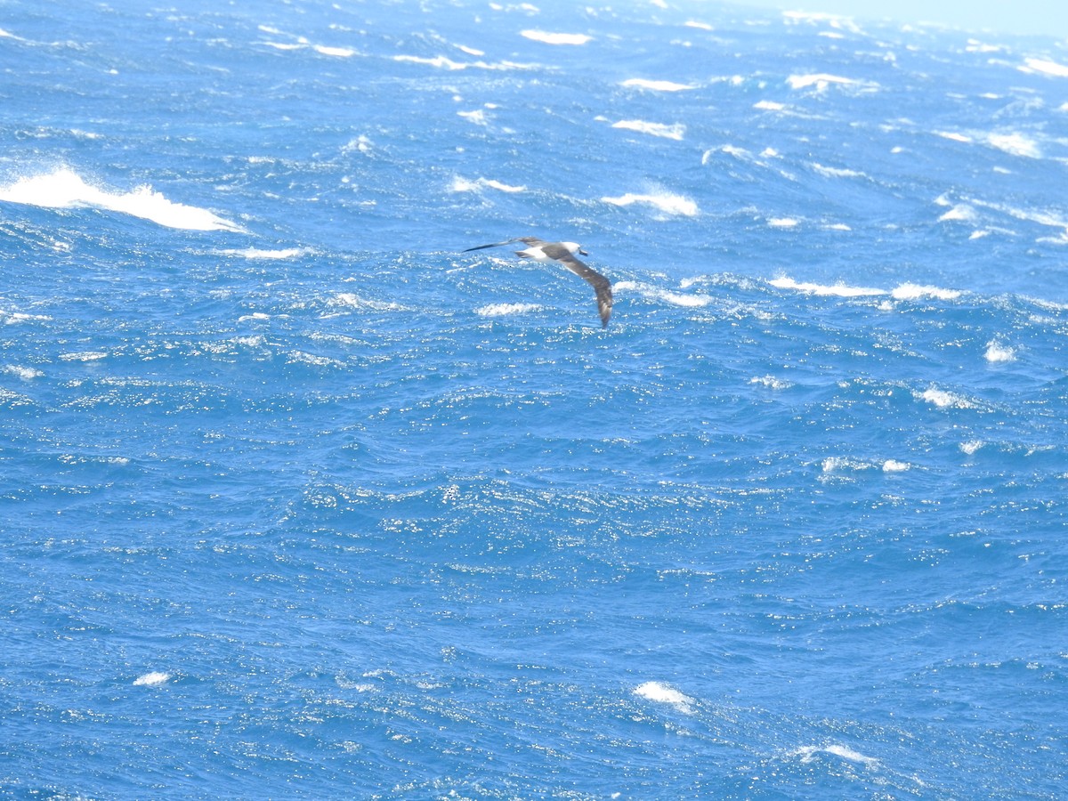 Albatros à nez jaune - ML650421562