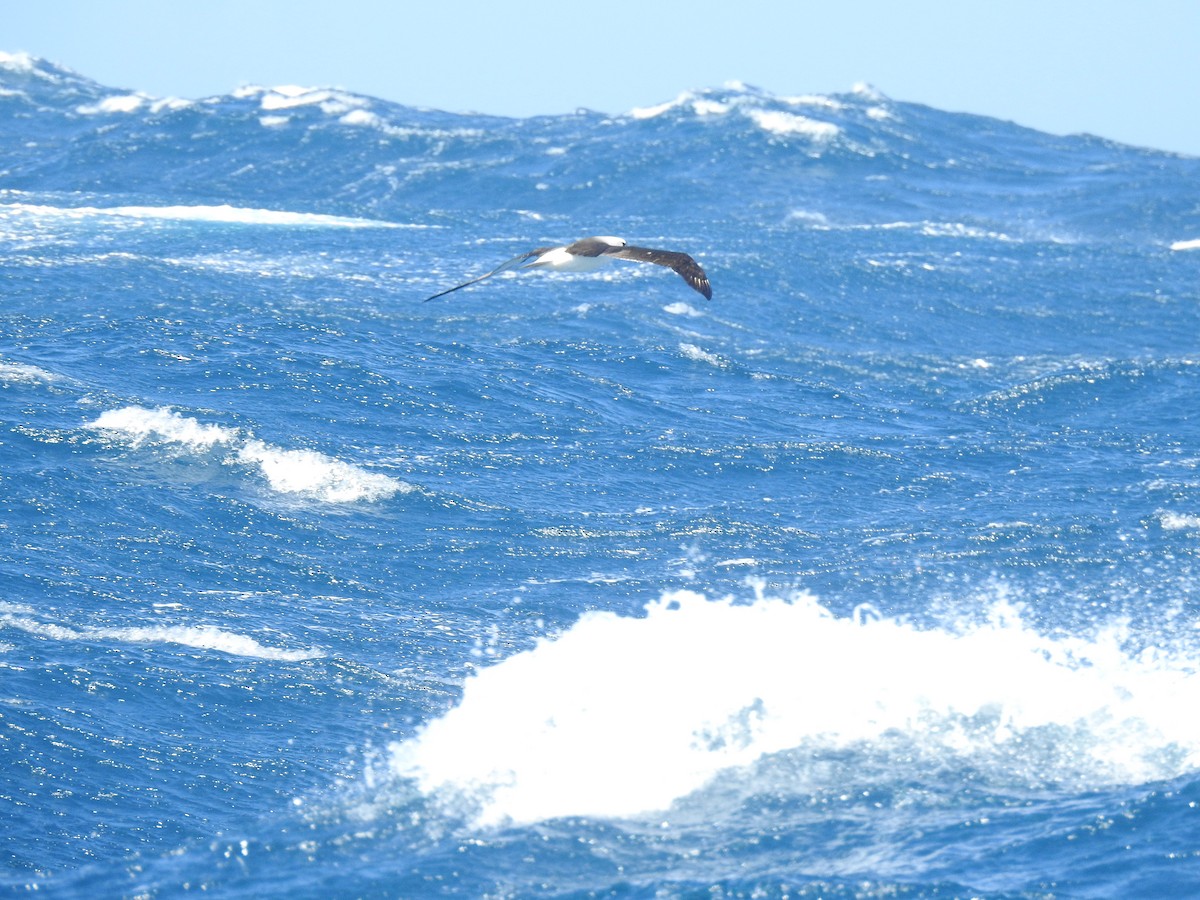 Albatros à nez jaune - ML650421565