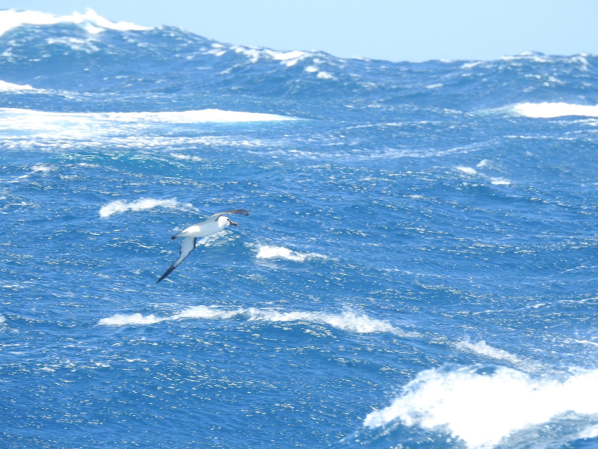 Albatros à nez jaune - ML650421567