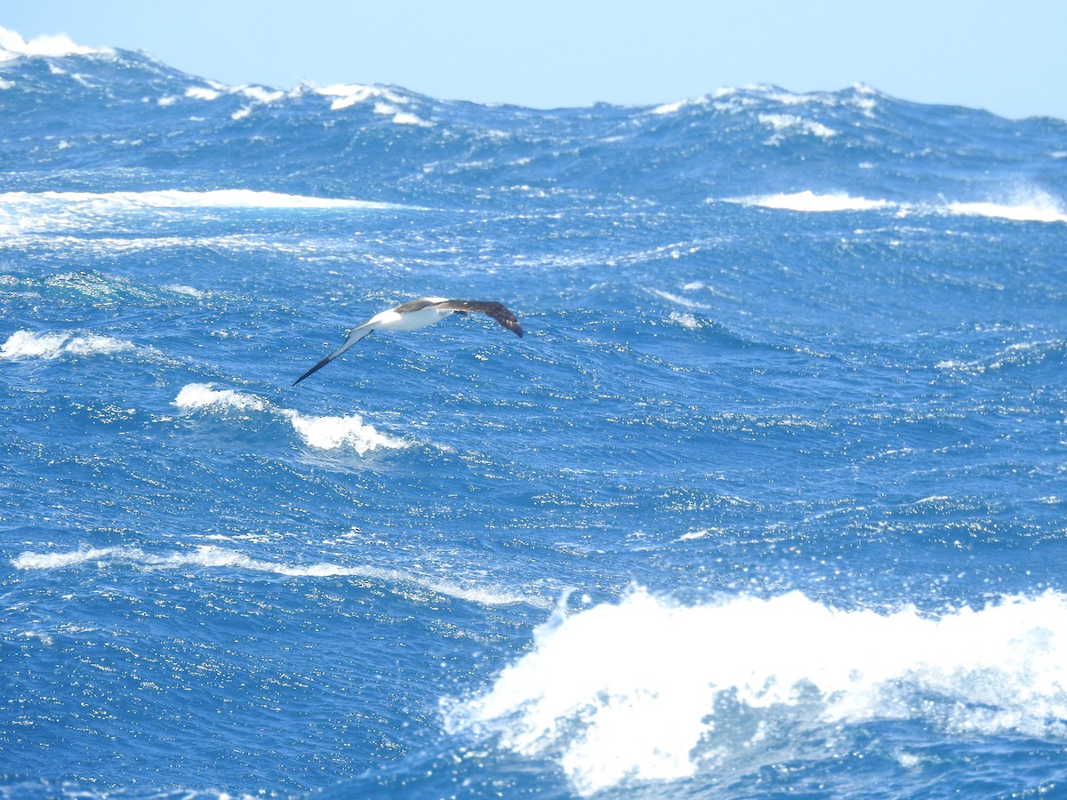 Albatros à nez jaune - ML650421568