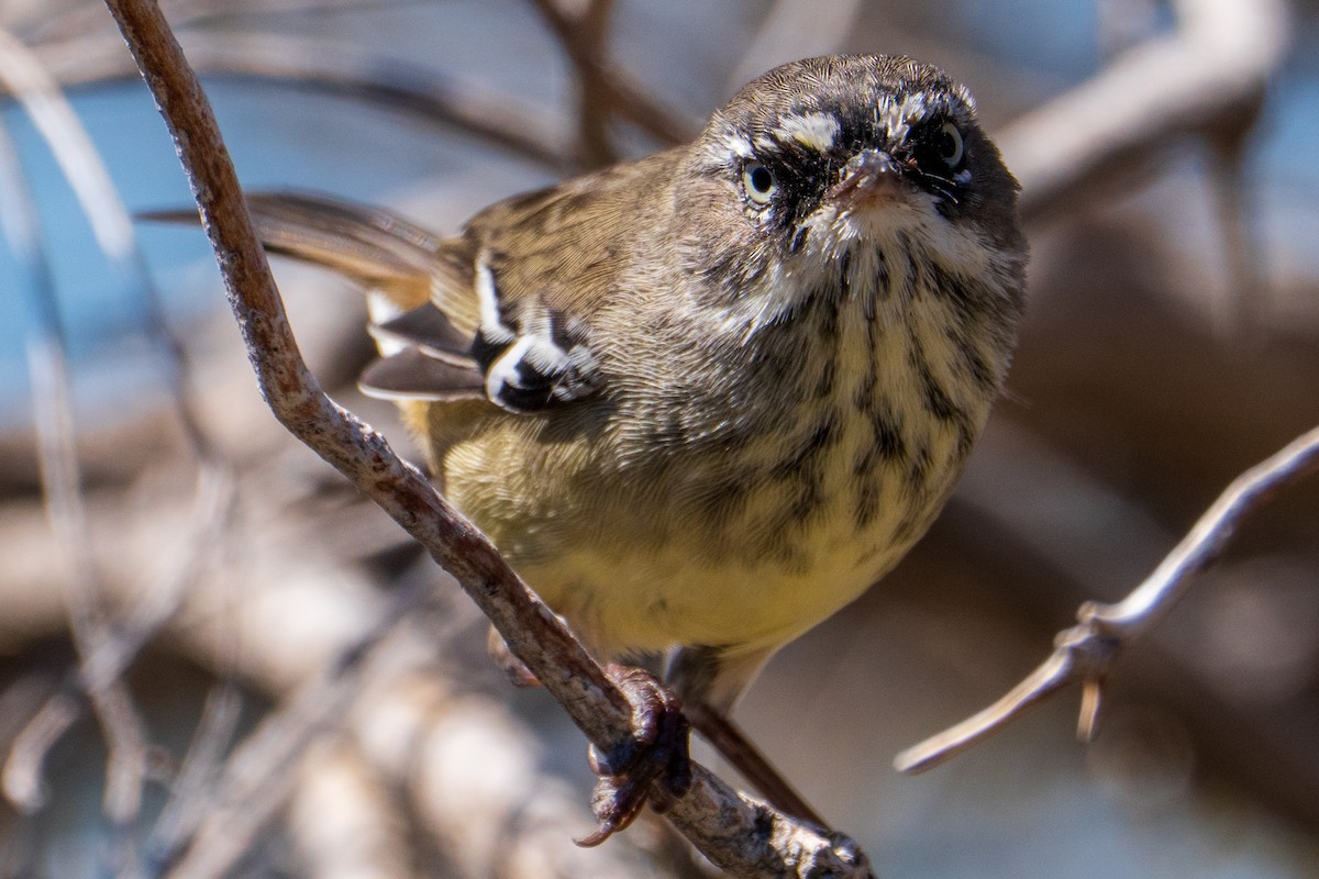 Spotted Scrubwren - ML650421579