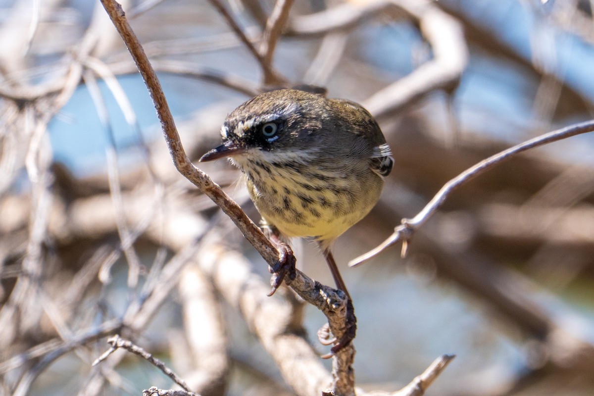 Spotted Scrubwren - ML650421580