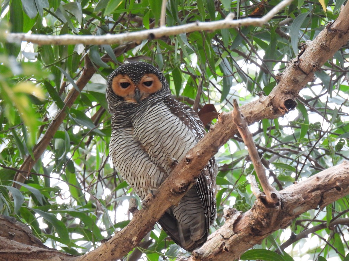 Spotted Wood-Owl - ML650422037