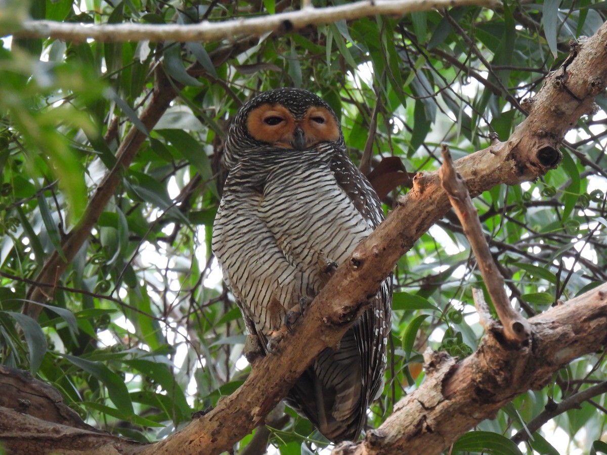 Spotted Wood-Owl - ML650422074