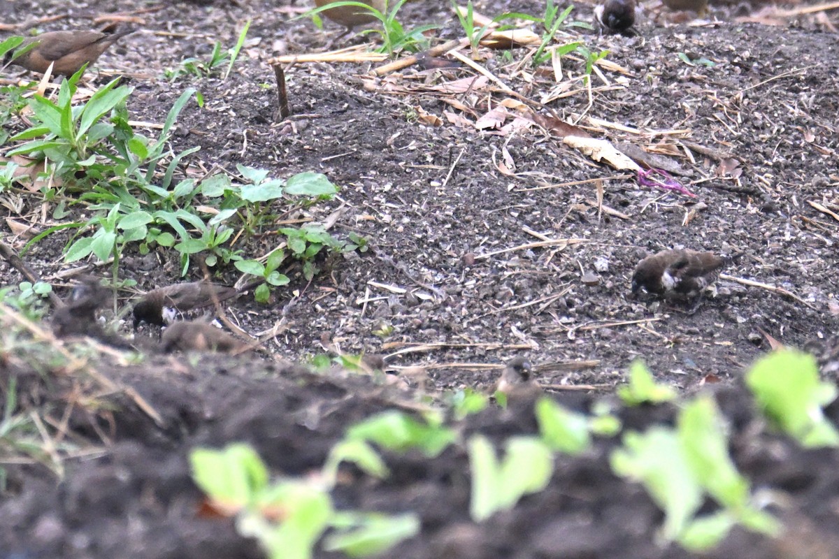 Bronze Mannikin - ML650422330