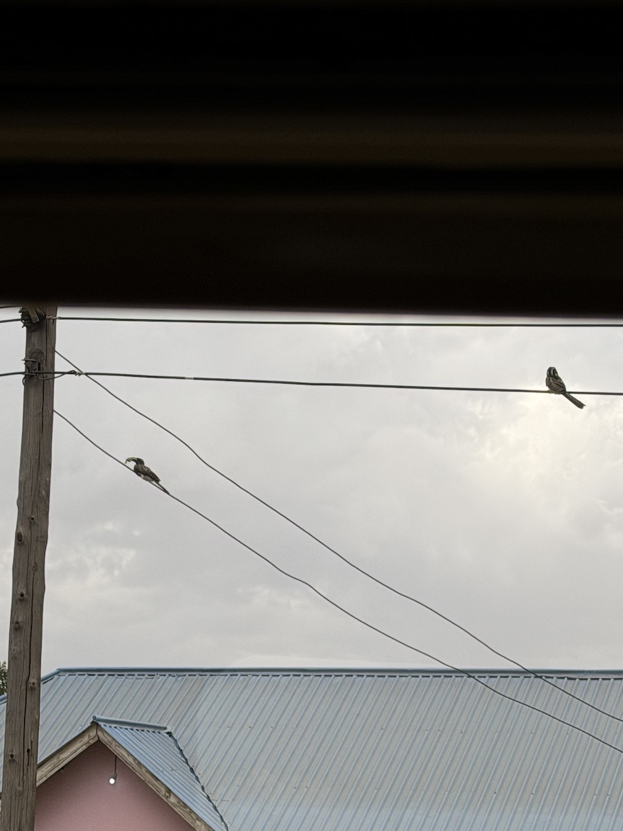 Calao à bec noir - ML650422488