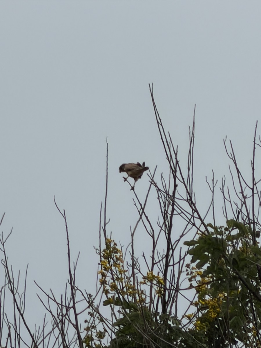 Faucon crécerelle - ML650422495